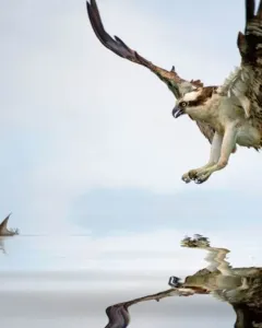 Reintroducción del Águila Pescadora