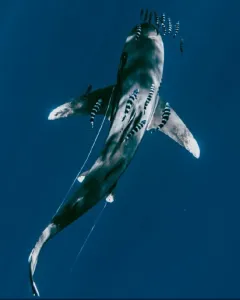Explora el Azul Marino