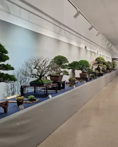 XXXVII Muestra de Bonsái