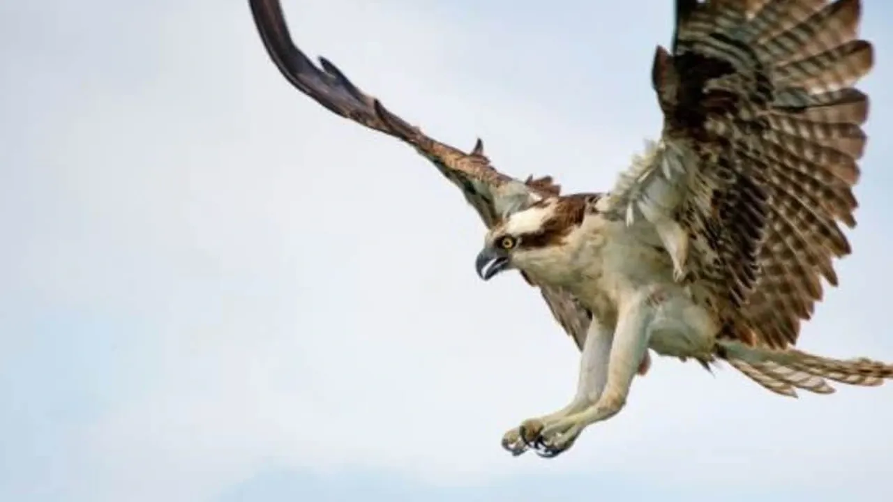 El águila pescadora vuelve a la Marjal de Pego-Oliva con una actividad para conocer su reintroducción